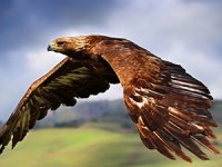 Teambuilding met roofvogels Teambuilding met roofvogels